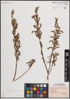 Foto von Salix eleagnos Scop.